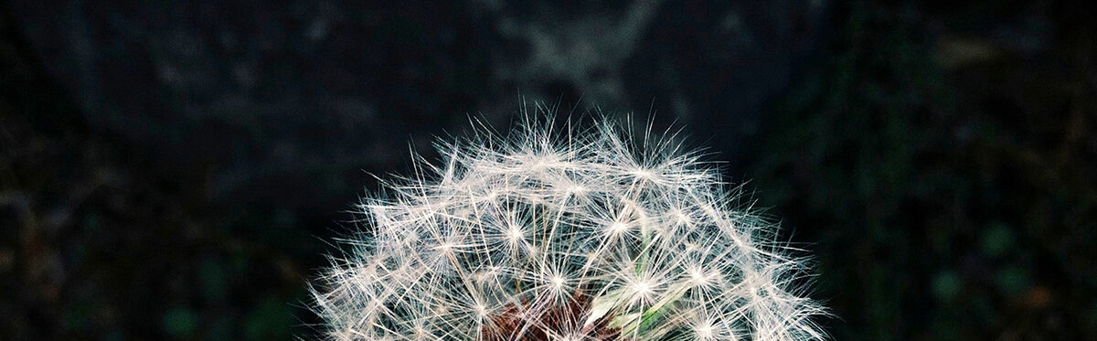 Dilbekenaar besmet met Coronavirus