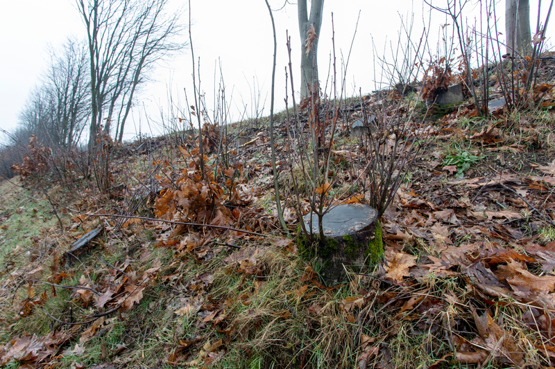 Hakhoutbeheer langs gewest- en snelwegen