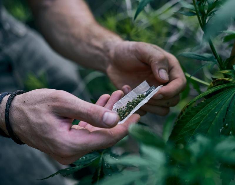 gerolde joint tussen cannabisplanten