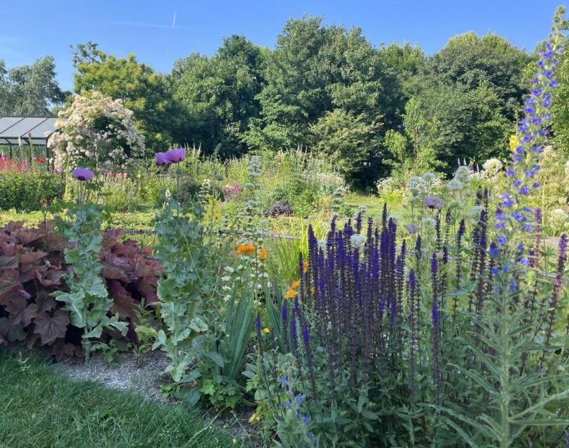 Foto van tuin met bloemen