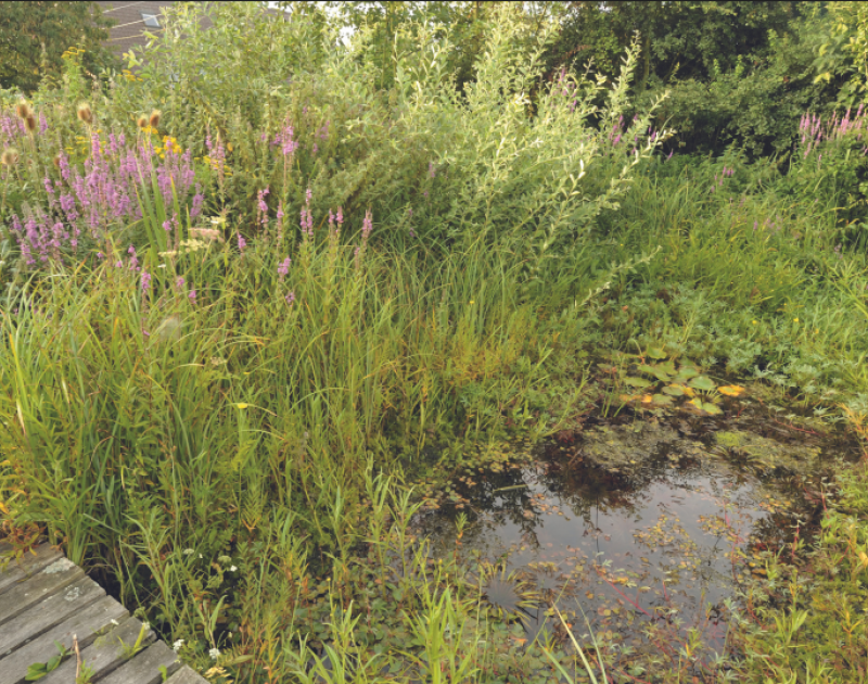 vijver met veel beplanting