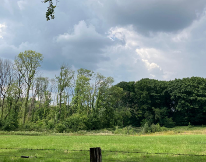 Foto van Essenbos en Eikenbos