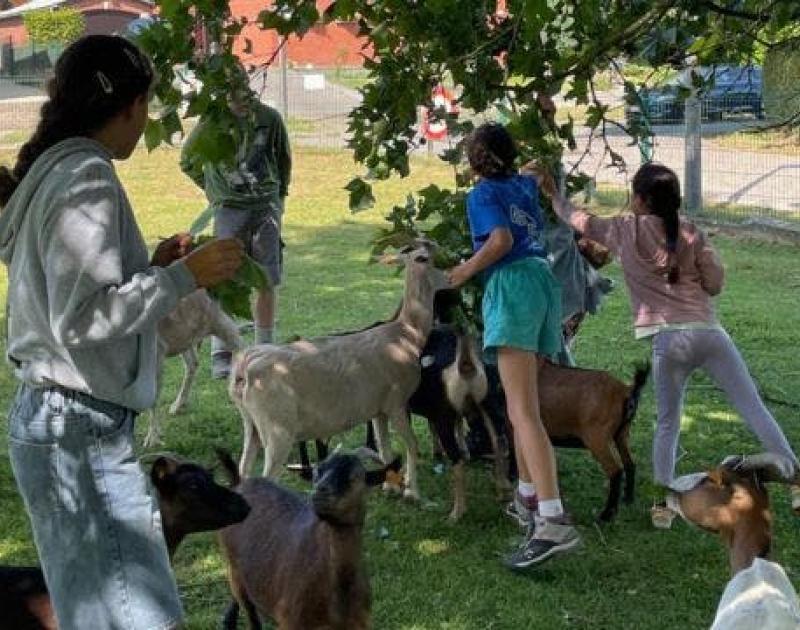 Boerderijkamp op het Neerhof (13-17/07/'26) © Het Neerhof vzw