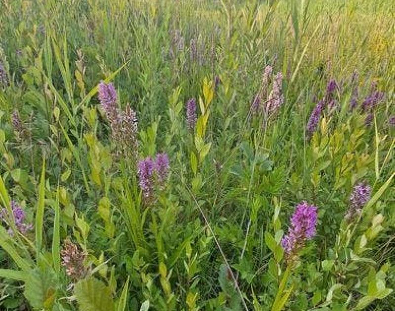 Bio-blitz Ter Pede © Eric De Jonge