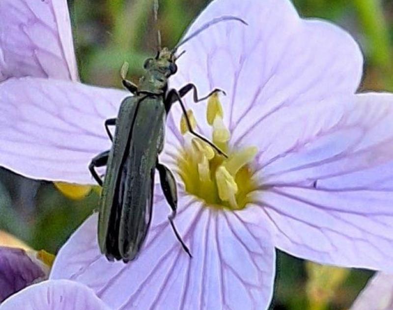 Insectenspeurtocht in de Wolfsputten © jdh