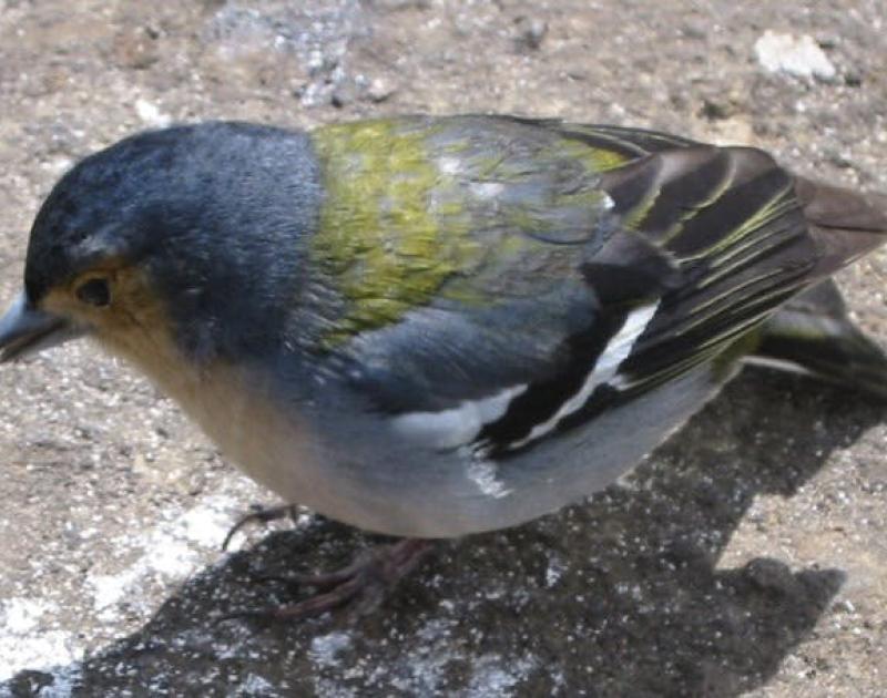 Achter de schermen van het Opvangcentrum voor vogels en wilde dieren in Malderen © all rights reserved