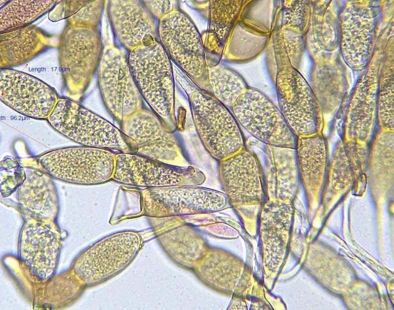 Cursus Roesten © Albert Glissenaar