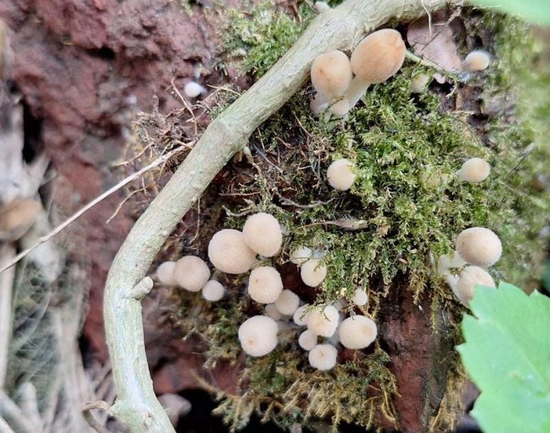 Paddenstoelenwandeling Thaborberg-Kattebroekbos © Albert Glissenaar
