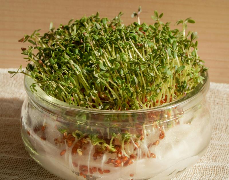 Huis van het Kind Dilbeek- Spel en ontmoeting - Waterkersmannetje maken © karolina kolodziejczak