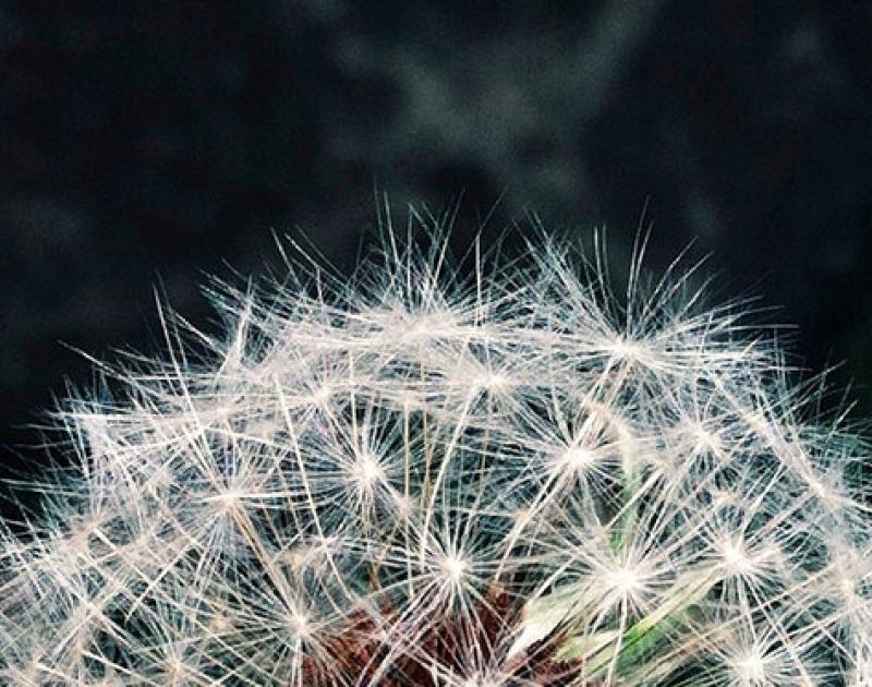 Dilbekenaar besmet met Coronavirus