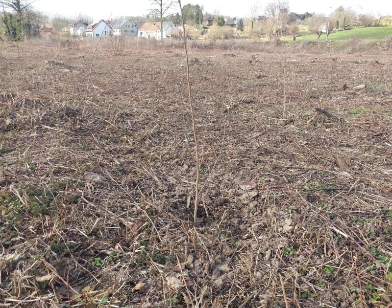 Mullebos - fase 1: conceptvisie