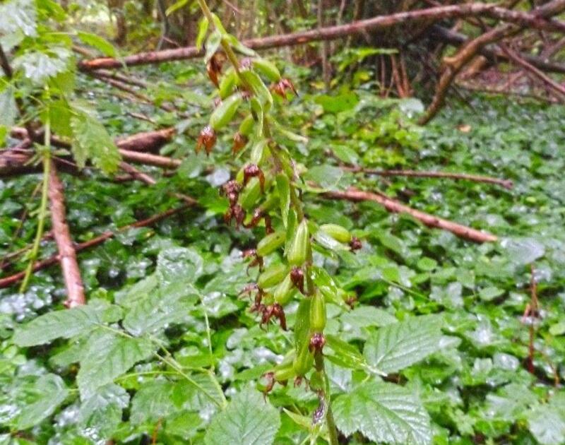 Mullebos - fase 1: conceptvisie