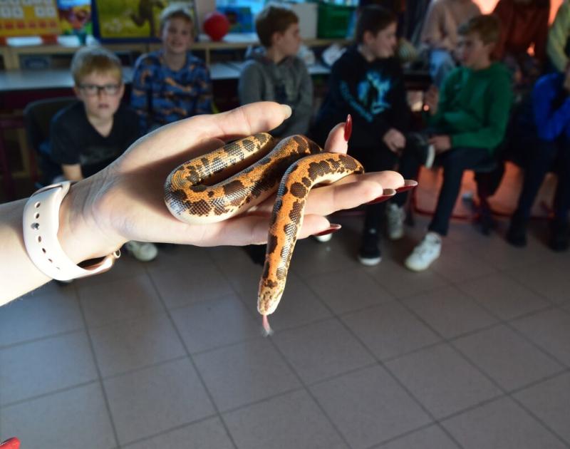 Reptischool