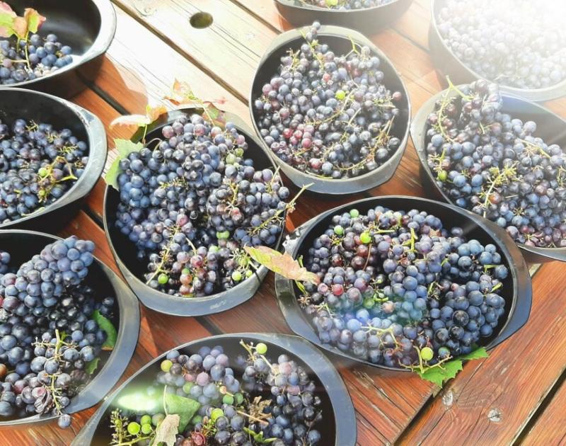 September = oogstmaand