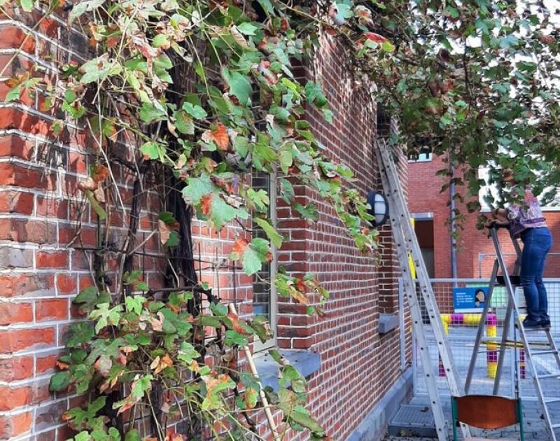 September = oogstmaand