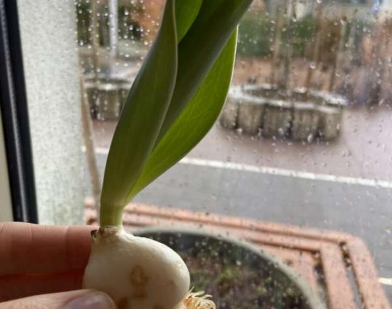 Klasblog 3de leerjaar