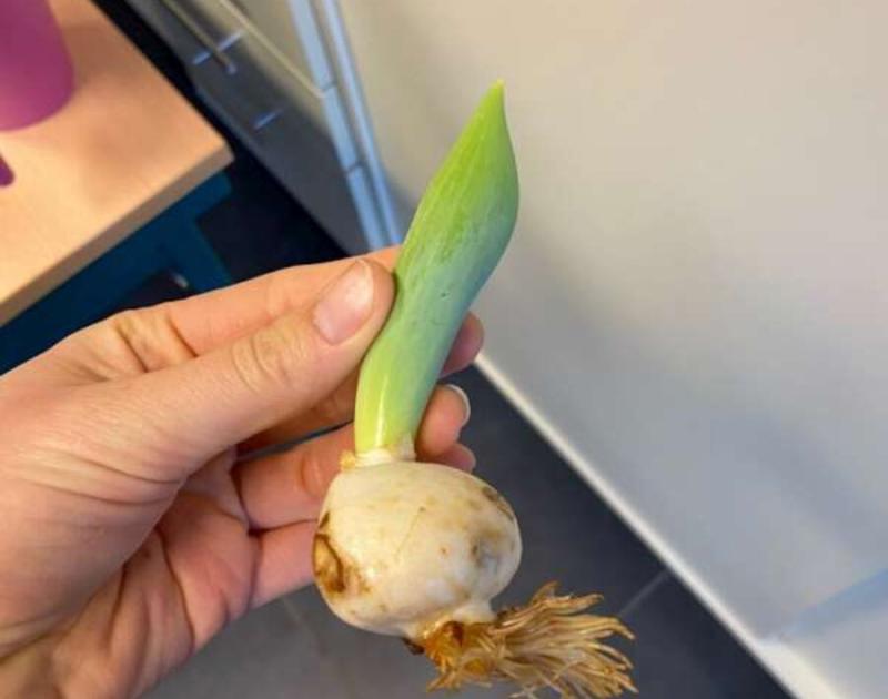 Klasblog 3de leerjaar