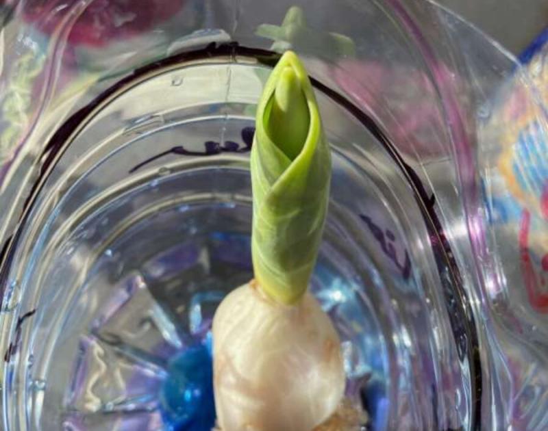 Klasblog 3de leerjaar