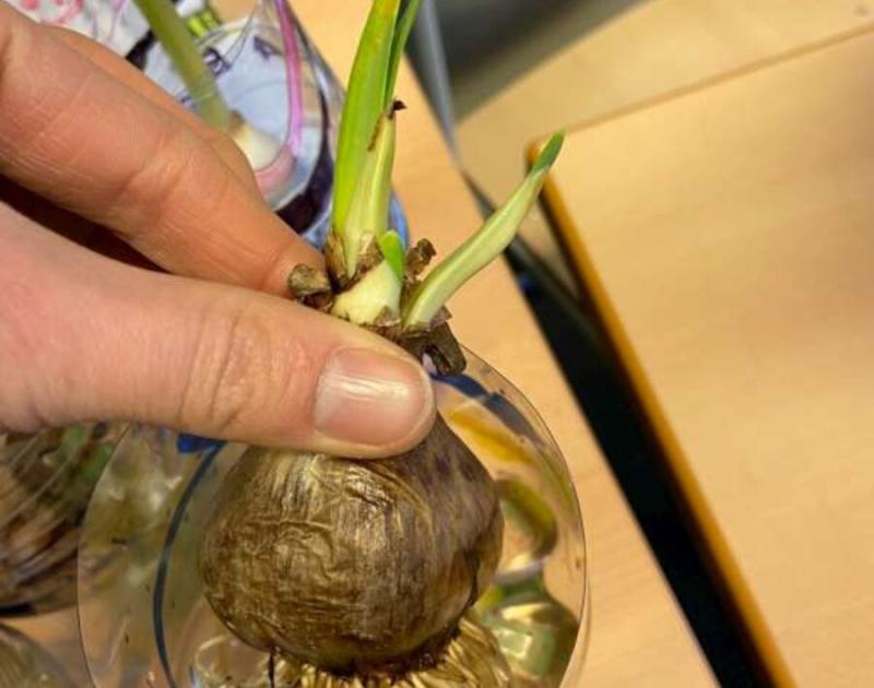 Klasblog 3de leerjaar