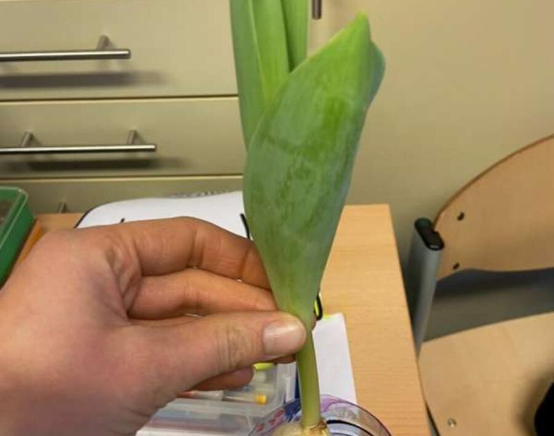 Klasblog 3de leerjaar