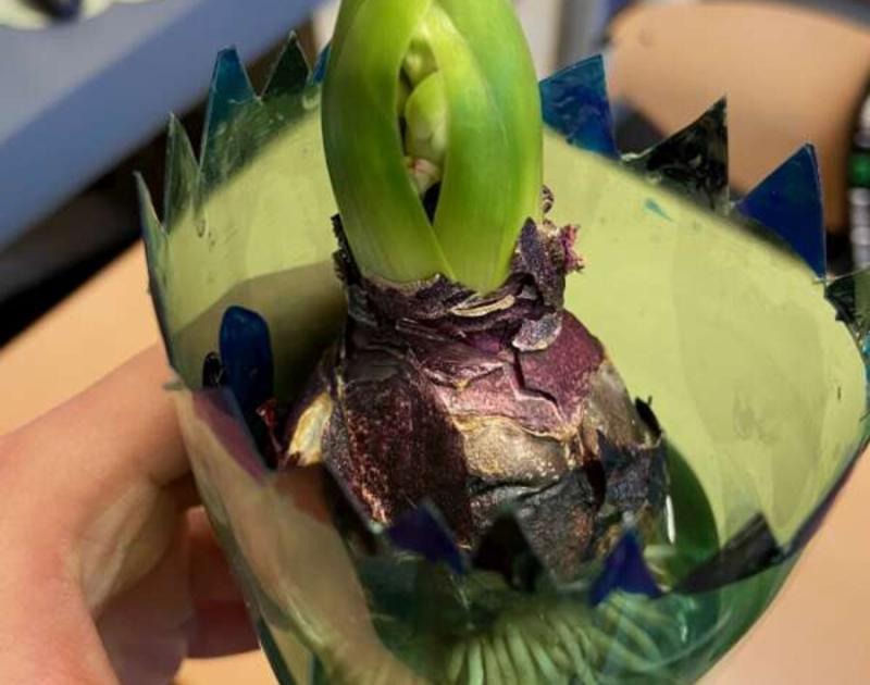 Klasblog 3de leerjaar