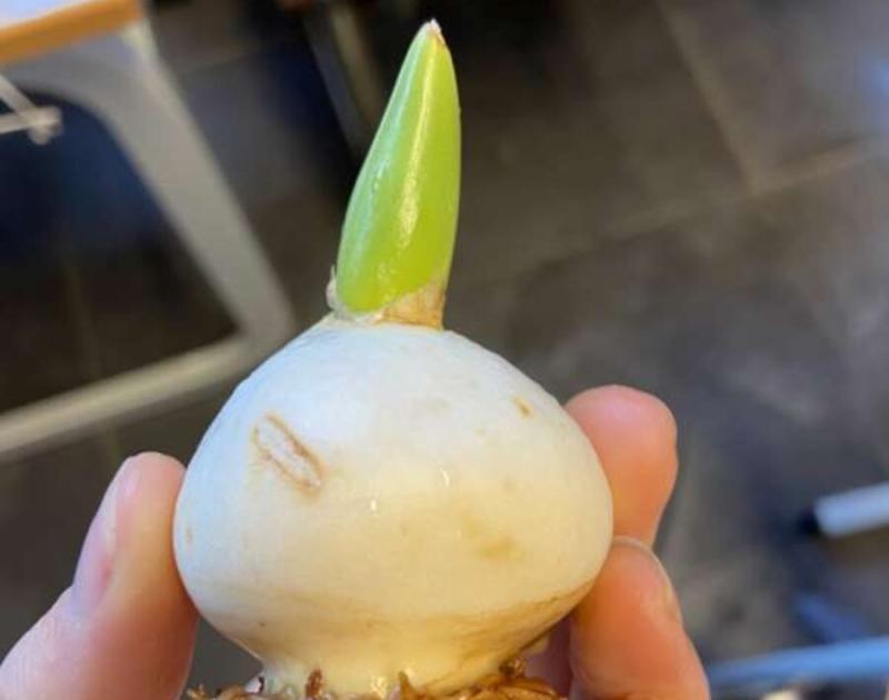 Klasblog 3de leerjaar