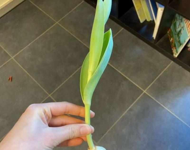 Klasblog 3de leerjaar