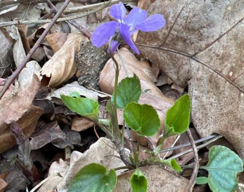 Klasblog 2de leerjaar