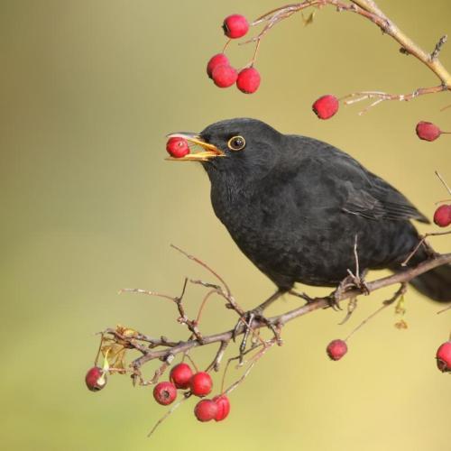 Foto van vogel die bessen eet