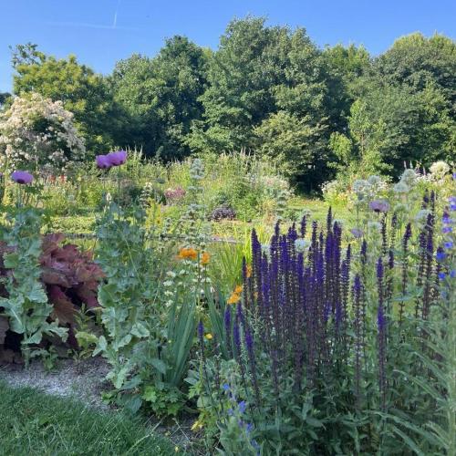 Foto van tuin met bloemen