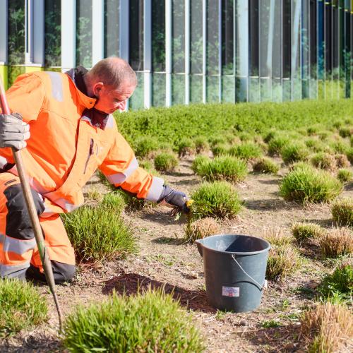 werkman verwijdert onkruid